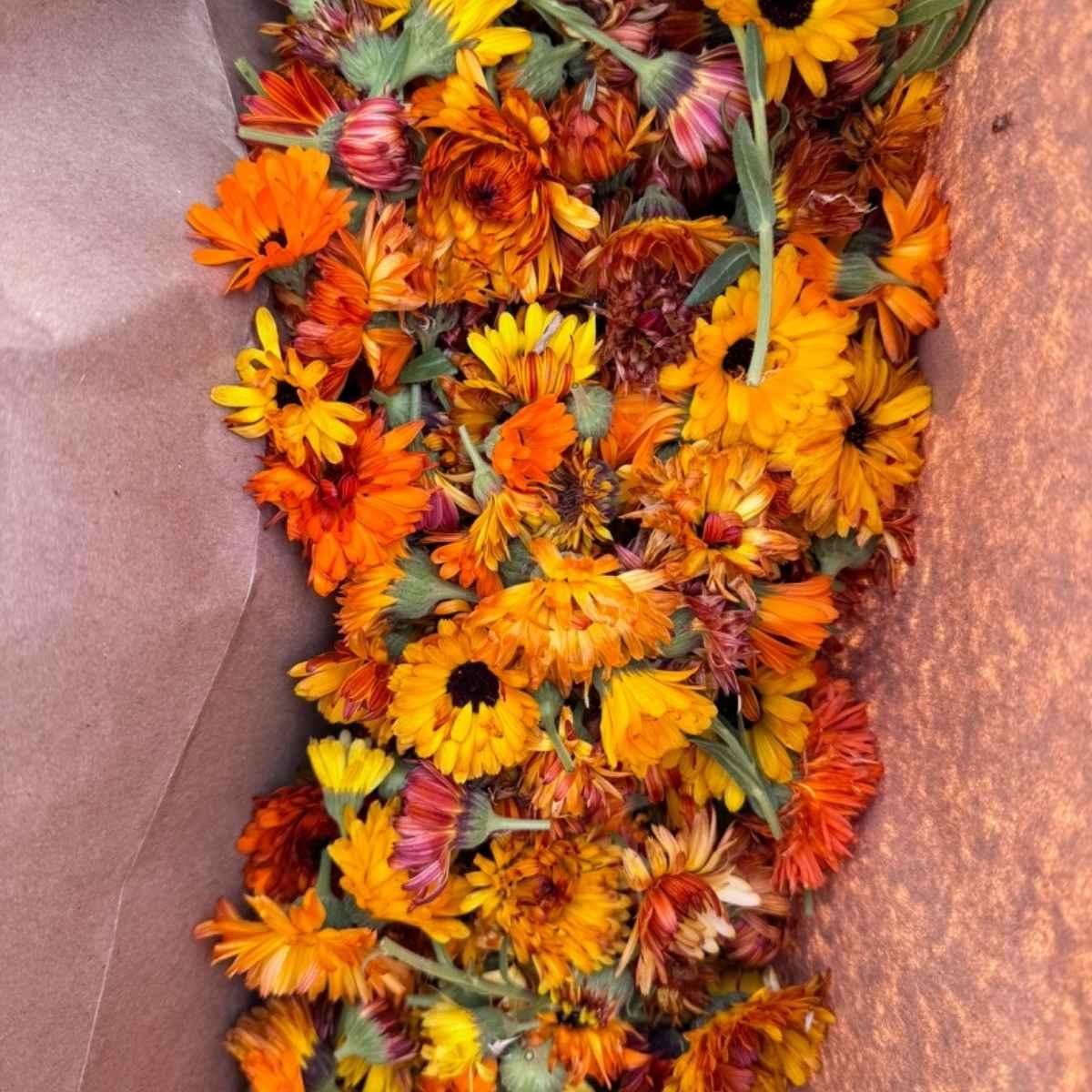 calendula flowers handpicked
