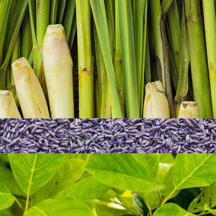 lemongrass litsea and lavender